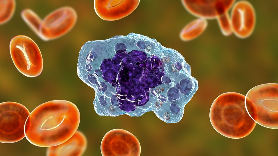 immune-cell-inflammation-responsible-for-severe-symptoms-in-rare-neurodegenerative-disease-388704-960×540